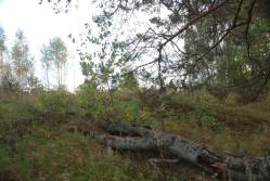 Taken&nbsp; сентября 2010 г в дер. Самагариха and sourced from 2010 09 поездка в Невельский край.