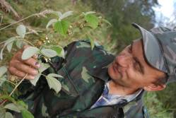 Taken&nbsp; сентября 2010 г в дер. Самагариха and sourced from 2010 09 поездка в Невельский край.